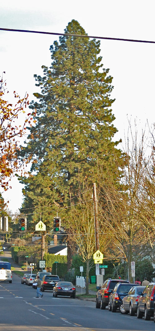 The Pearson Ponderosa Pine presides over the corner of NE 29th and Fremont.