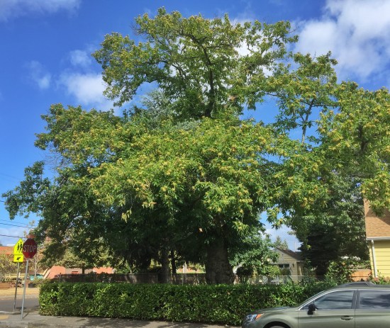 Chestnut tree at 41st and Alberta Court