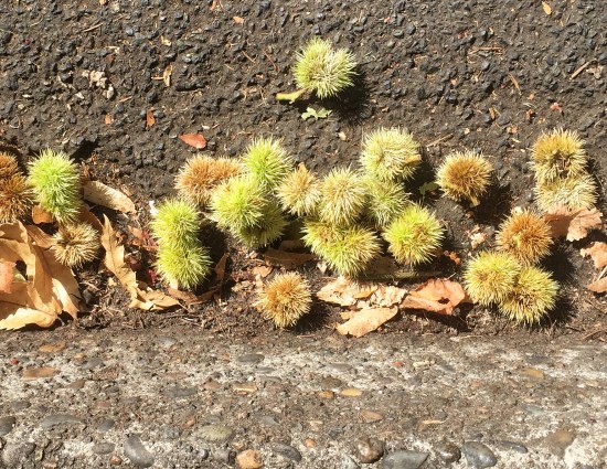Chestnuts 9-10-16